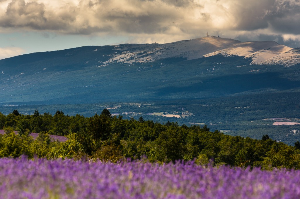 Lavande-Sault-Ventoux
