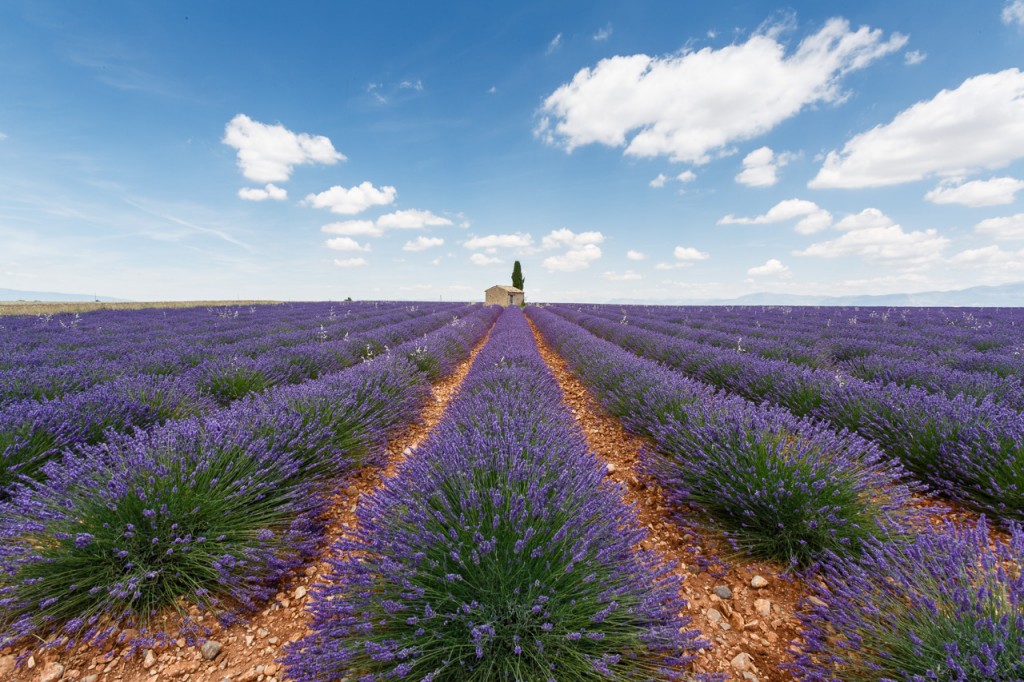 Lavandin-Maison-Valensole-Provence