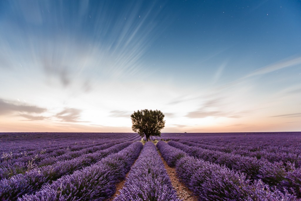 Lavandin-Nuit-Etoiles-Valensole-Provence