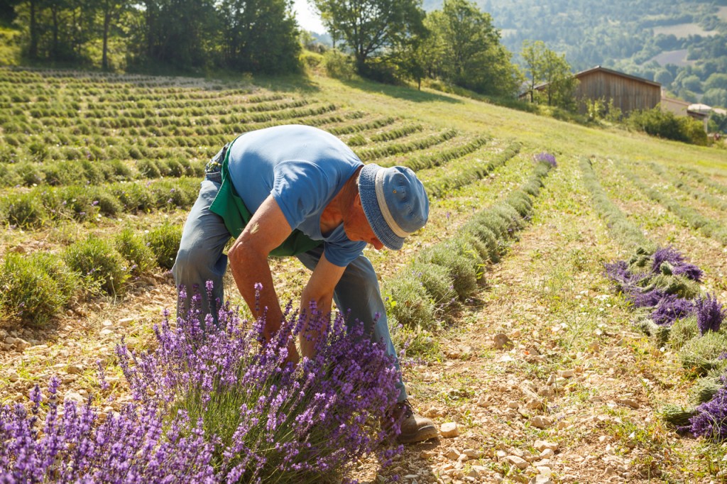 Lavande-Mevouillon-Provence