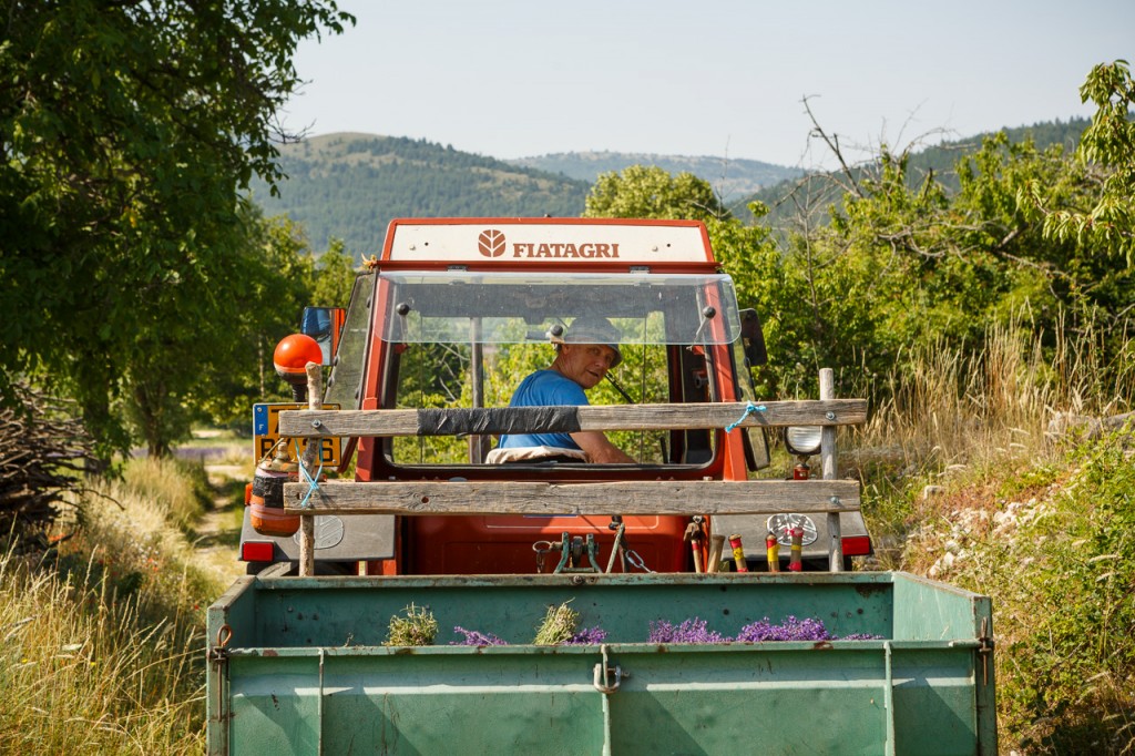 Lavande-Mevouillon-Provence