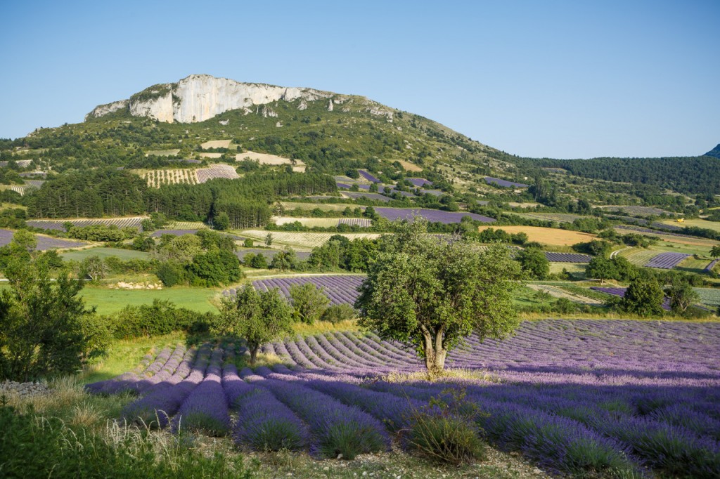 Lavande-Mevouillon-Provence